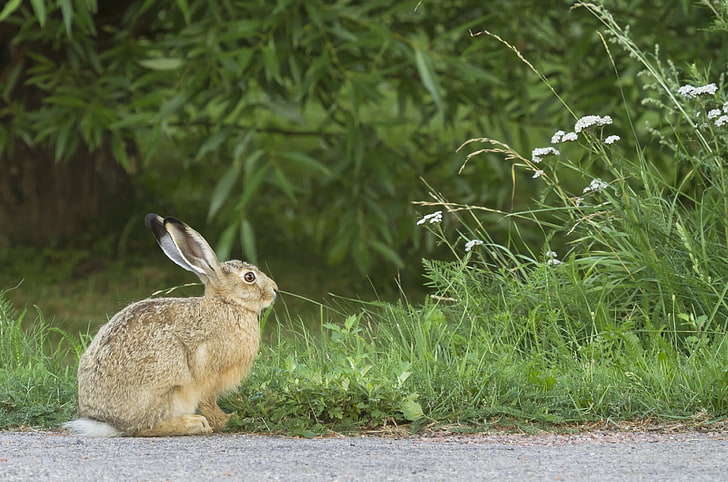 brown rabbit, hare, rabbit, grass, fright, HD wallpaper