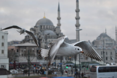 Istambul, Turquia, animais, pássaros, gaivotas, mesquita, HD papel de parede HD wallpaper