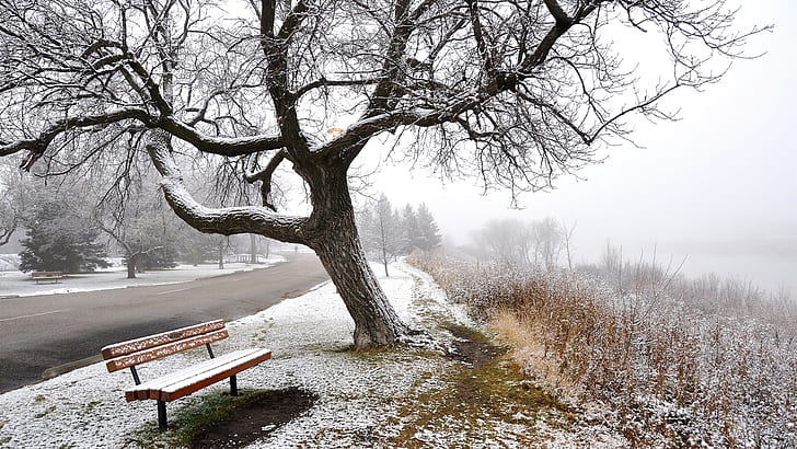 Winter, snow, fog, road, trees, bench, Winter, Snow, Fog, Road, Trees, Bench, HD wallpaper