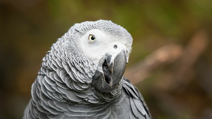 Papagaio cinzento Africano, animais fofos, engraçado, borrão, HD papel de parede