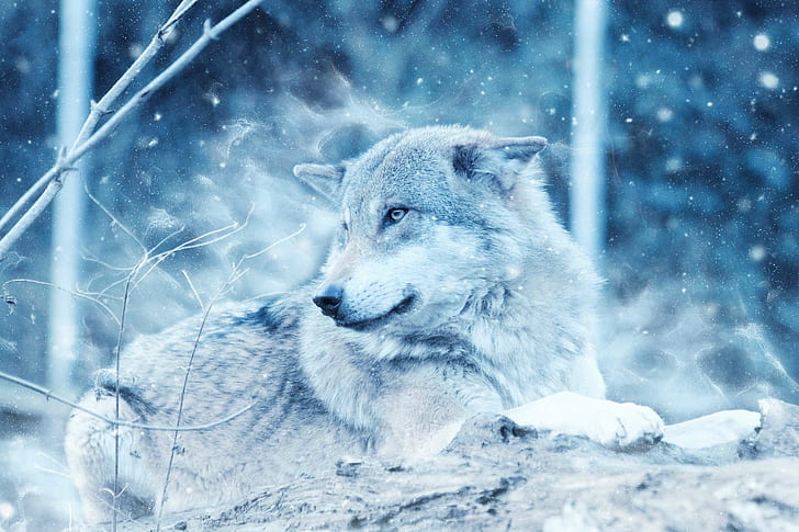 animal, close up, cold, danger, daylight, dog, environment, frost, frosty, frozen, fur, gray wolf, ice, lying down, mammal, nature, outdoors, polar, scenic, season, snow, weather, wild, wilderness, wildlife, winter, wolf, HD wallpaper