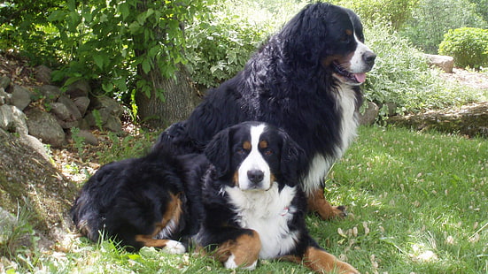 Собаки, Зенненхунд, Бернский зенненхунд, HD обои HD wallpaper