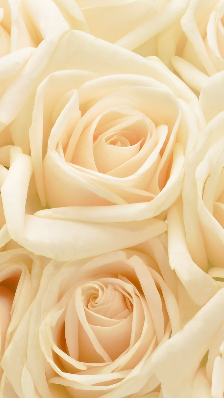 パステル調のバラの花の背景、黄色いバラ、自然、花、白、バラ、 HDデスクトップの壁紙、 スマホの壁紙