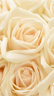 Пастельные розы Цветочный фон, желтые розы, Природа, Цветы, белые, роза, HD обои HD wallpaper