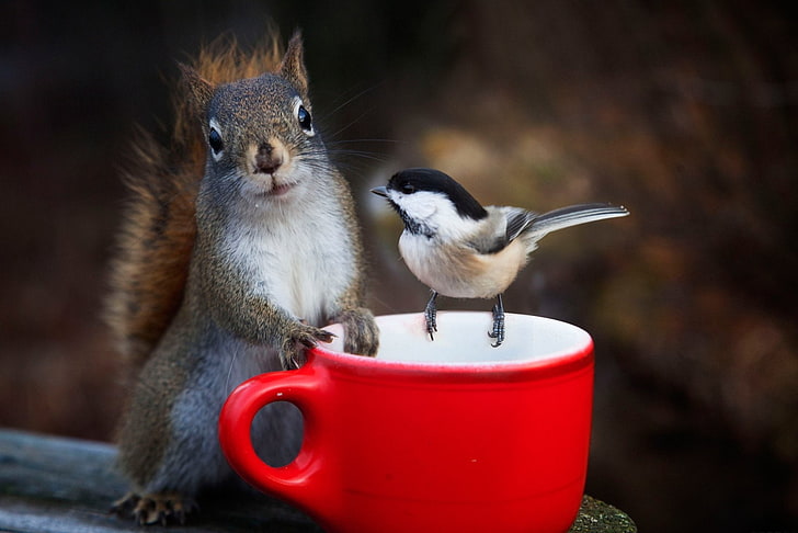 Animal, Squirrel, Bird, Chickadee, Cup, Rodent, Wildlife, HD wallpaper