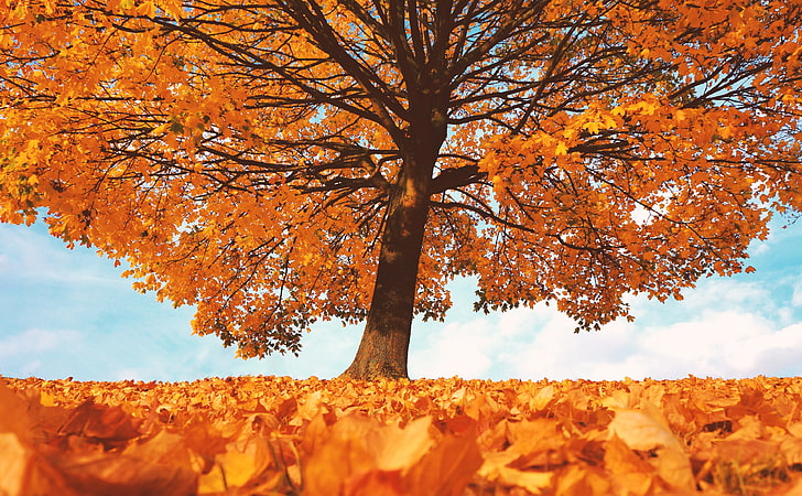 Сезоны, Осень, Природа, Красивая, Пейзаж, Желтый, Пейзажи, Сушеные, Листья, Сцена, Дерево, Удивительные, Сезон, Осень, Салон красоты, Листва, Лиственные, Лиственные, Величественные, Деревья с желтыми листьями осенью, Апельсиновое дерево, HD обои