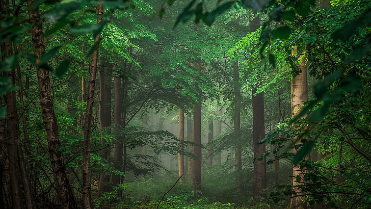 Vegetation, Wald, 8k, Baum, grüne Blätter, 8k uhd, Grün, Wald, Natur, grüner Wald, tiefer Wald, Zweig, HD-Hintergrundbild