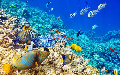 Подводен свят, стадо синьо жълто среден размер риба, тропически, под вода, корали, риф, риби, океан, свят, HD тапет HD wallpaper