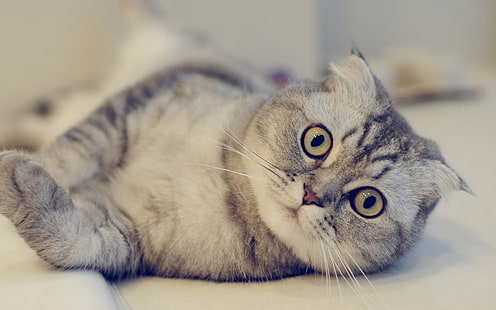스코티시 폴드 고양이, 흰색과 회색 줄무늬 고양이, 스코티시 폴드, 고양이, HD 배경 화면 HD wallpaper