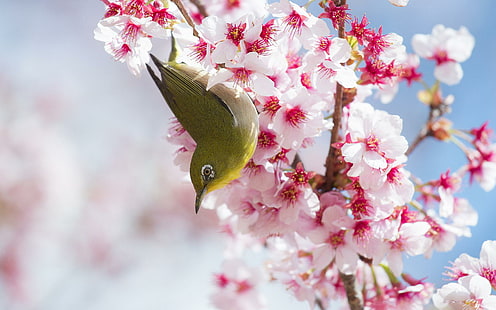 pássaro de flores de cerejeira, flores de cerejeira, pássaro, lindas, flores, HD papel de parede HD wallpaper