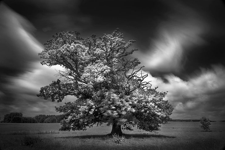 Trees, Oak Tree, Black & White, Landscape, Lonely Tree, Nature, Oak, Tree, HD wallpaper