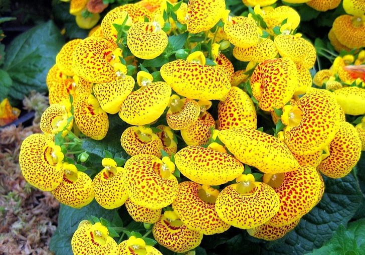 yellow-and-red orchid flowers, calceolaria, flower, yellow, bright, spotted, HD wallpaper