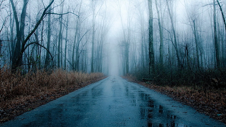 голые, туман, лес-туманный-дождливый, свободный, живой, дождь, дорога, зима, HD обои