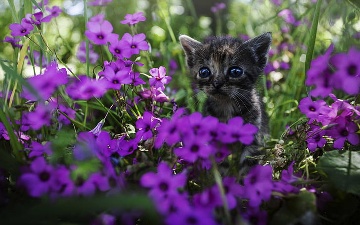 Милый котенок, фиолетовые цветы, черно-коричневый короткошерстный котенок, милый, котенок, фиолетовый, цветы, HD обои