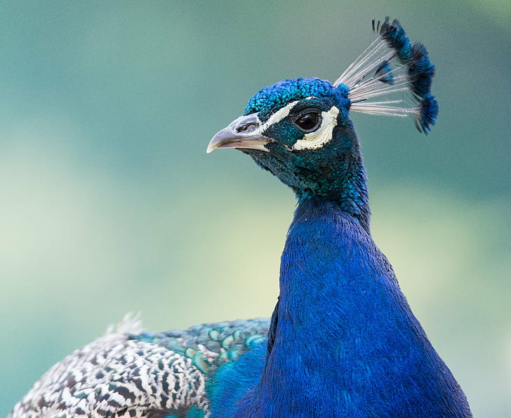 close-up photo of peacock, peacock, pa, fa, gel, peacock, close-up, photo, Birds, Animals, Sweden, Stockholm, skansen, bird, feather, animal, nature, wildlife, blue, multi Colored, beak, male Animal, green Color, HD wallpaper