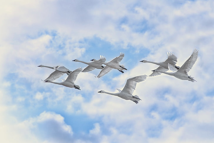 flock of geese, the sky, clouds, flight, birds, swans, HD wallpaper