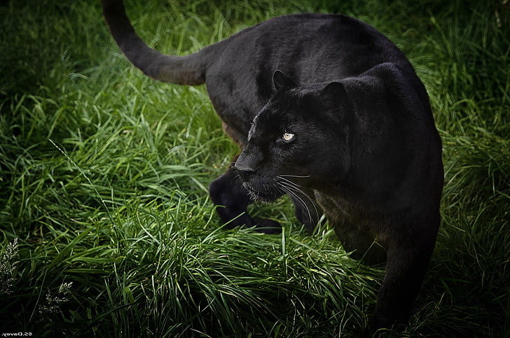 black panther wild life, HD wallpaper