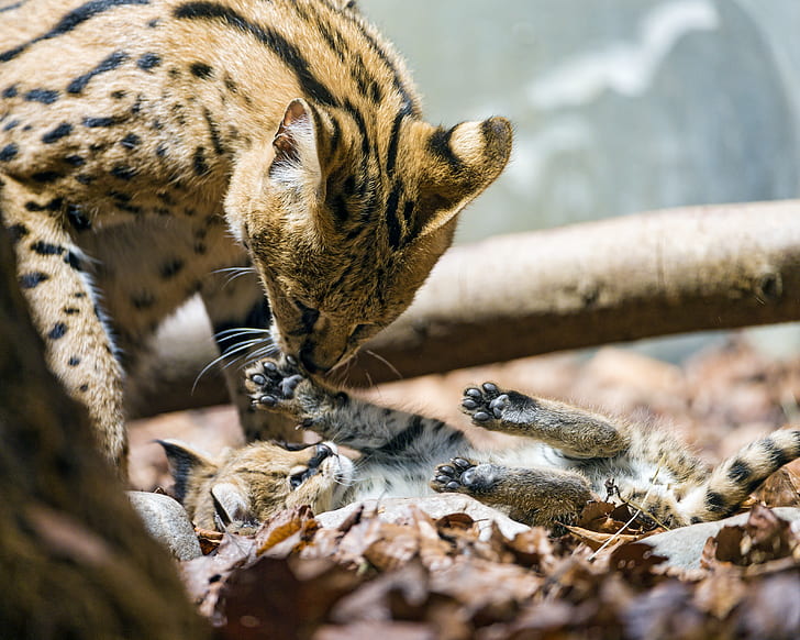 cats, the game, paws, cub, kitty, Serval, ©Tambako The Jaguar, HD wallpaper