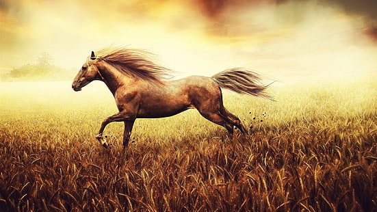 campo, cavalo, trigo, HD papel de parede HD wallpaper