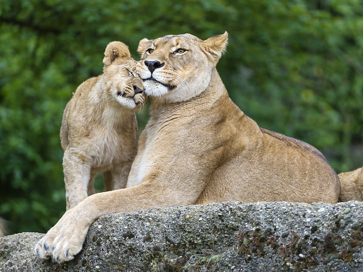 animals, baby, Big, cats, Cub, cubs, lion, lions, love, Mother, Stones, Two, HD wallpaper