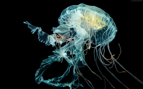 Apple Watch Jellyfish, 수중, 라이온스 갈기 해파리, 4K, HD 배경 화면 HD wallpaper