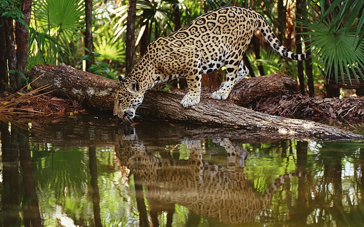 leopardo marrone e nero, giaguari, animali, felino, grandi felini, acqua, Sfondo HD