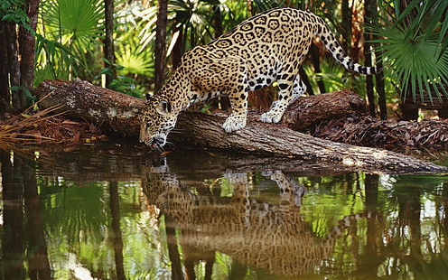 коричневый и черный леопард, ягуары, животные, кошачьи, большие кошки, вода, HD обои HD wallpaper