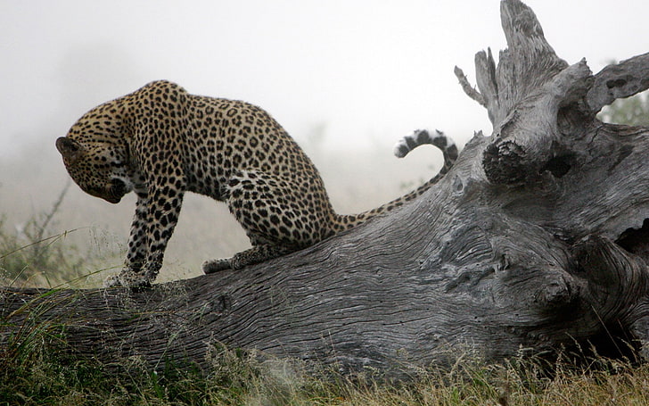 Tiere, Natur, Leopard, Leopard (Tier), HD-Hintergrundbild