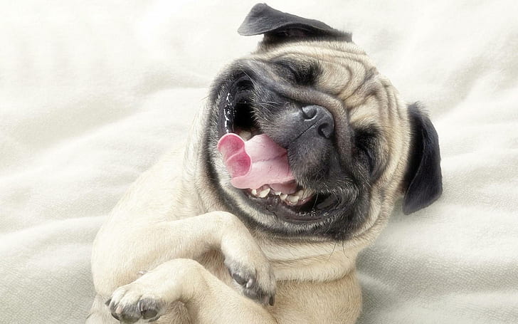 Cão sorridente, engraçado, sorridente, língua, sorriso, adorável, HD papel de parede
