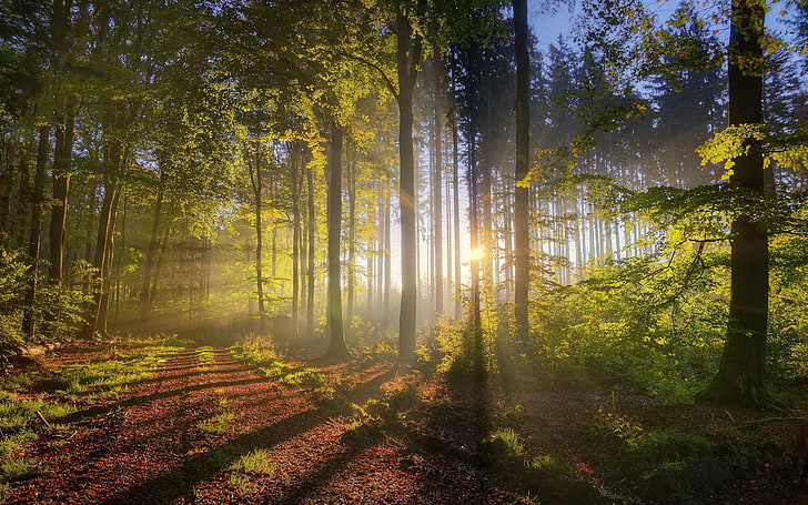 Schotterweg, Natur, Sonnenuntergang, Wald, Landschaft, Sonnenlicht, Pfad, HDR, natürliches Licht, HD-Hintergrundbild