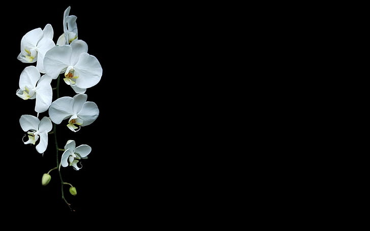 fond noir orchidées fleurs blanches fleurs, Fond d'écran HD