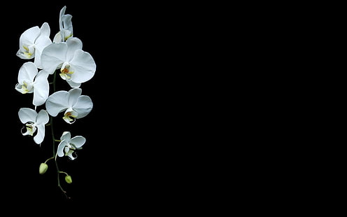 svart bakgrund orkidéer vita blommor blommor, HD tapet HD wallpaper