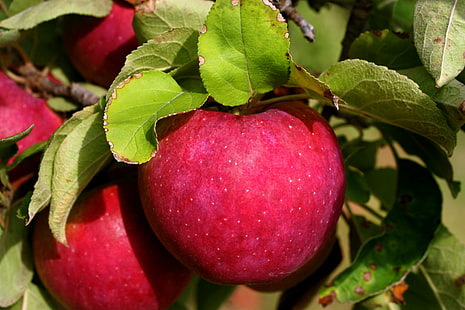 närbild foto av röd frukt, äpple, äpple, äpple, säsong, närbild, foto, röd frukt, säsonger, höst, massachusetts, fruktträdgård, mat, frukt, röd, äpple - frukt, blad, natur, mogen, jordbruk, friskhet, träd , organisk, hälsosam mat, HD tapet HD wallpaper
