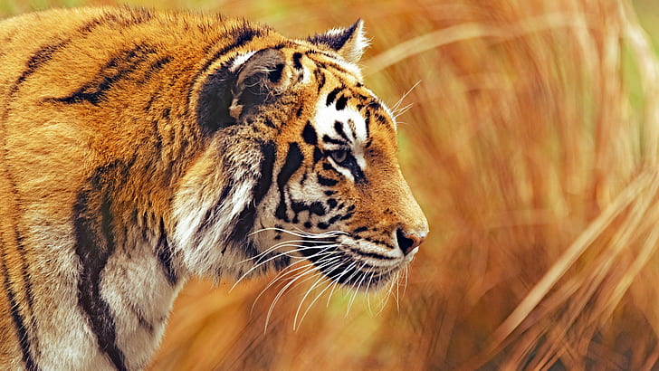 Бенгалски тигър, 4k, 8k, животно, HD тапет