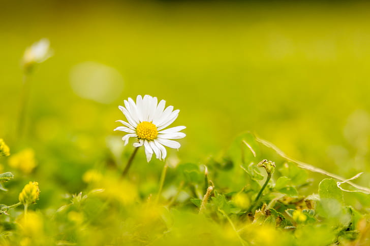selective focus of daisy flower, Last Summer, selective focus, daisy, flower, Rotherham, roche abbey, DOF, Bokeh, nature, meadow, summer, grass, springtime, plant, green Color, chamomile Plant, outdoors, yellow, field, close-up, freshness, chamomile, HD wallpaper