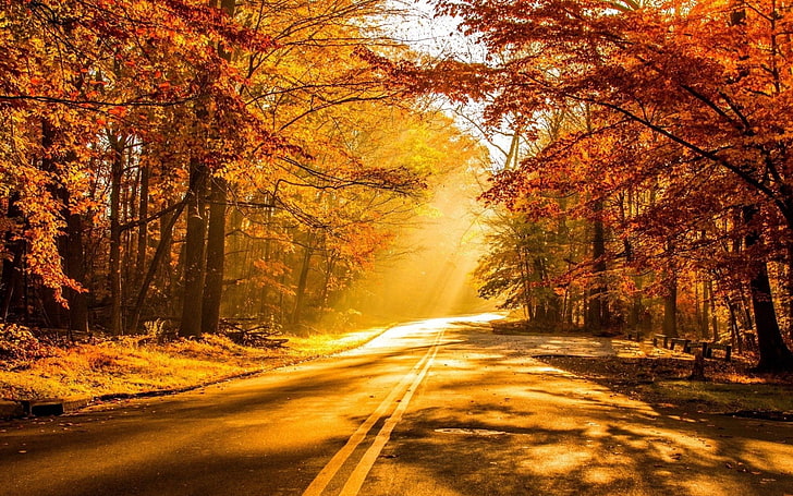 Photography, Fall, Road, Sunbeam, Sunshine, Tree, HD wallpaper