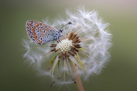 Gemeiner blauer Schmetterling, Makro, Pflanzen, Blumen, Tiere, Insekt, Schmetterling, HD-Hintergrundbild HD wallpaper
