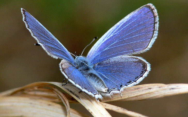 Mariposa Azul, Insecto, HD papel de parede