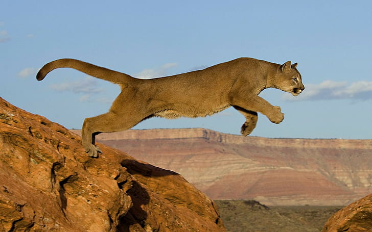 Mountain Lion Cougar Jump HD, zwierzęta, góra, lew, skok, kuguar, Tapety HD