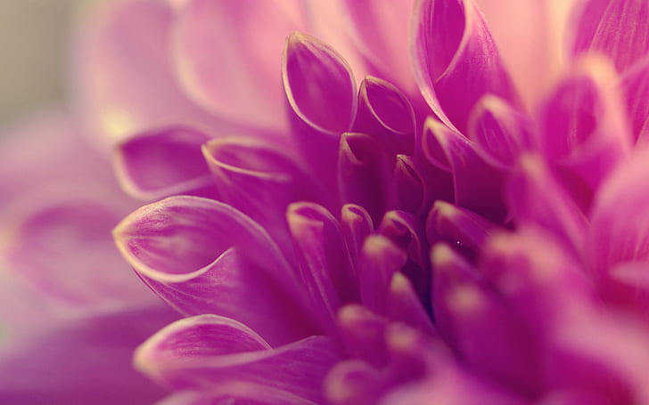 Macro de flor rosa, primer plano de pétalos, flor de pétalos púrpura, rosa, flor, macro, pétalos, Fondo de pantalla HD