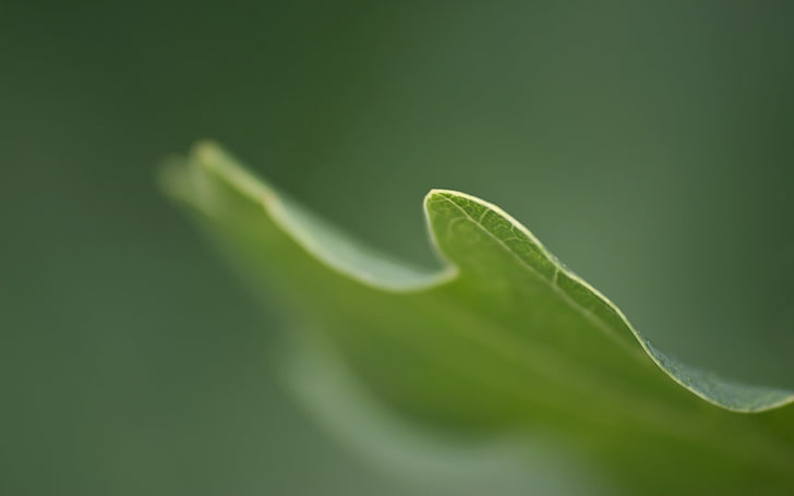 green leaf, leaves, grass, carved, blurring, HD wallpaper