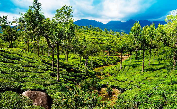 Kebun teh hijau, Kerala, India, pohon hijau, Asia, India, Wallpaper HD