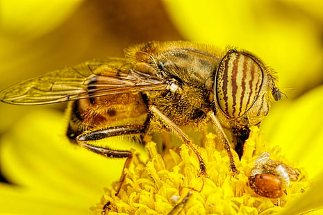 насекомое, двукрылые, макро, животные, пчелы, HD обои HD wallpaper
