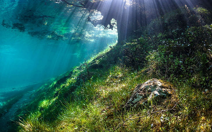 تحت الماء عشب ضوء الشمس شجرة HD ، طبيعة ، ضوء الشمس ، شجرة ، عشب ، تحت الماء، خلفية HD