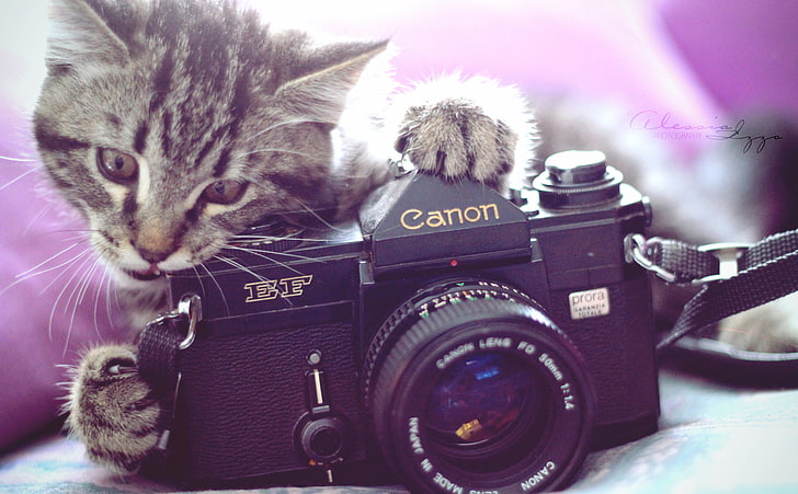 How the Hell does it Work, black Canon SLR camera, Vintage, Kitten, Camera, Kitty, Funny, Cute, Pictures, canon, HD wallpaper
