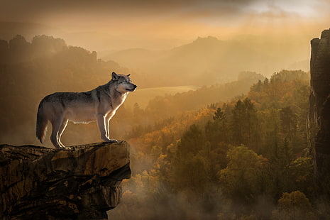 grey wolf on cliff painting, wolf, rock, precipice, predator, HD wallpaper HD wallpaper