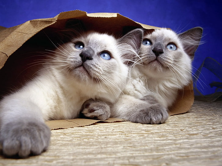 два сиамских синих котенка, кошки, пара, пакет, бумага, HD обои