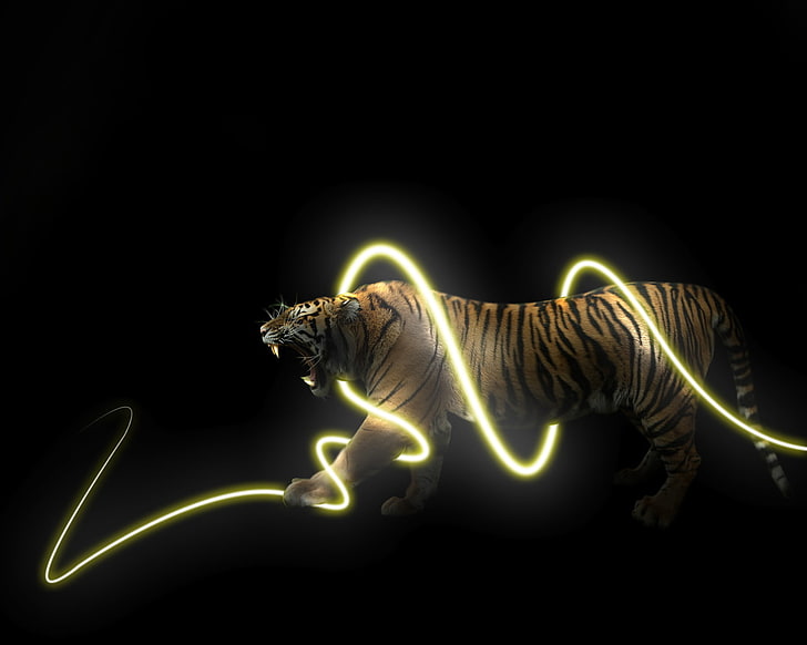 animals, tiger, light trails, black background, HD wallpaper
