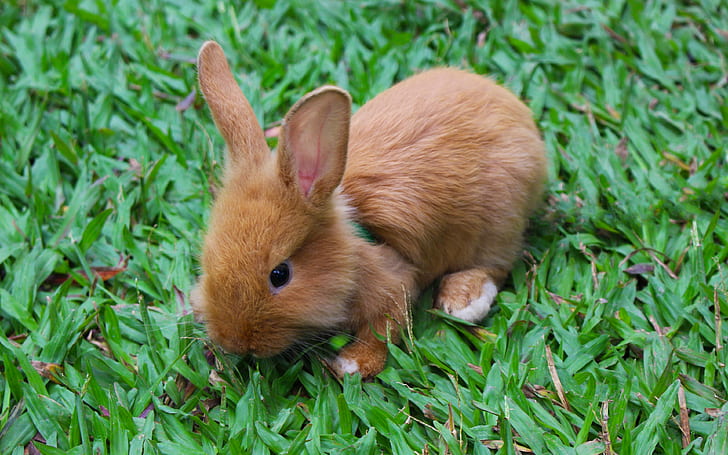 토끼, 장식, 작은, wnload 3840x2400 토끼, HD 배경 화면