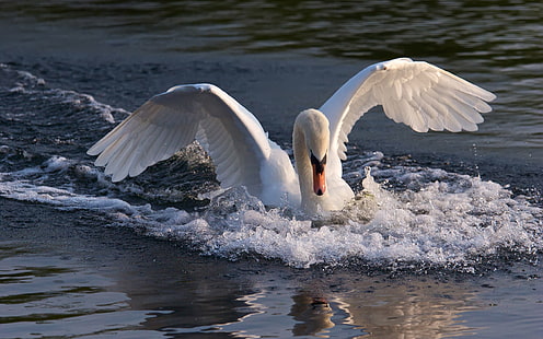White Swan Landing In A Lake Sfondi desktop gratis Hd Widescreen Download gratuito per Windows, Sfondo HD HD wallpaper